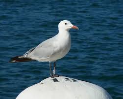 Image result for Larus audouinii