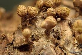 Attēlu rezultāti vaicājumam “Trichia ambigua macro”