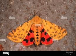 Attēlu rezultāti vaicājumam “Rhyparia purpurata”