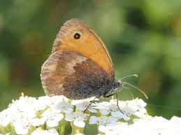 Attēlu rezultāti vaicājumam “Coenonympha pamphilus upperside”