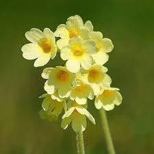 Image result for Primula veris