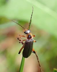 Attēlu rezultāti vaicājumam “Cantharis nigricans”