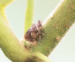 Attēlu rezultāti vaicājumam “Drepanosiphum platanoidis exuvia”