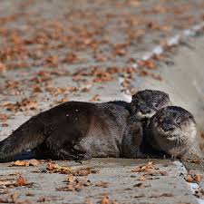 Image result for Worthing Otters