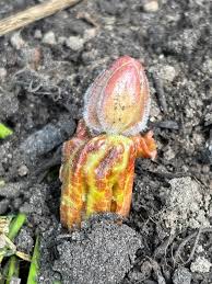 Attēlu rezultāti vaicājumam “Podophyllum hexandrum fruit”