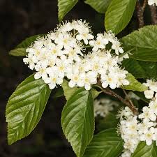 Attēlu rezultāti vaicājumam “Sorbus alnifolia”