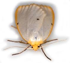 Attēlu rezultāti vaicājumam “Cybosia mesomella”