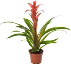 Image result for Бегония Элатиор 12х22 4601887072423