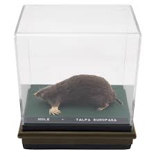 Attēlu rezultāti vaicājumam “Talpa europaea”