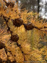 Attēlu rezultāti vaicājumam “Larix kaempferi leaf”