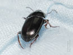 Attēlu rezultāti vaicājumam “Amara sp.”