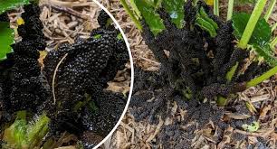 Attēlu rezultāti vaicājumam “Lindbladia tubulina”