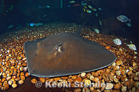 Image result for Dasyatis chrysonota