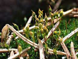 Attēlu rezultāti vaicājumam “Acaulon muticum sporophyte”