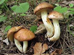 Attēlu rezultāti vaicājumam “Suillus granulatus”