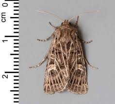 Attēlu rezultāti vaicājumam “Tholera decimalis male”