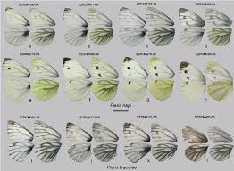 Attēlu rezultāti vaicājumam “Pieris napi”