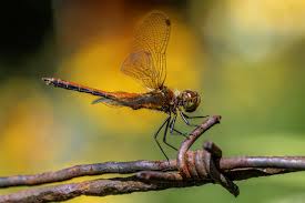 Attēlu rezultāti vaicājumam “Sympetrum sanguineum”