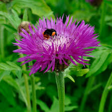 Attēlu rezultāti vaicājumam “Centaurea”