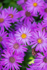 Image result for Aster amellus