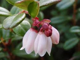 Attēlu rezultāti vaicājumam “Vaccinium vitis-idaea bud”