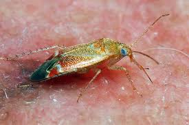 Attēlu rezultāti vaicājumam “Psallus sp.”