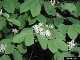 Attēlu rezultāti vaicājumam “Lonicera xylosteum flower”