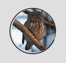 Attēlu rezultāti vaicājumam “Glaucidium passerinum”