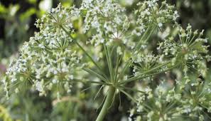 Attēlu rezultāti vaicājumam “Cicuta virosa”