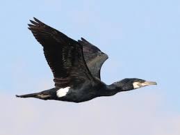Attēlu rezultāti vaicājumam “Phalacrocorax carbo adult”