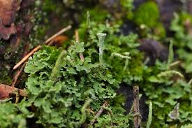 Attēlu rezultāti vaicājumam “Eurhynchium angustirete”