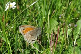 Attēlu rezultāti vaicājumam “Coenonympha pamphilus upperside”