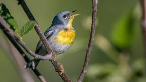 Image result for Parula americana