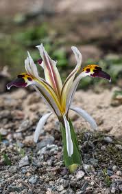 Attēlu rezultāti vaicājumam “Iris rosenbachiana flower”