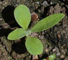 Attēlu rezultāti vaicājumam “Craterium aureonucleatum young”