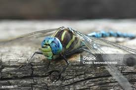 Attēlu rezultāti vaicājumam “Brachytron pratense”