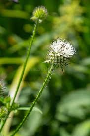 Image result for Dipsacus pilosus