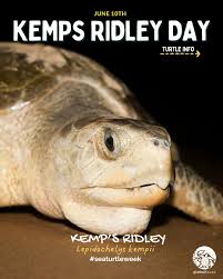 Image result for Lepidochelys kempii