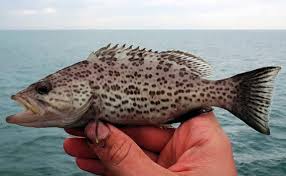 Image result for Mycteroperca phenax