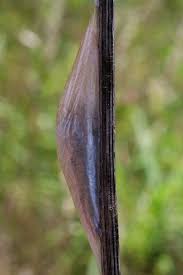 Attēlu rezultāti vaicājumam “Zygaena cocoon”