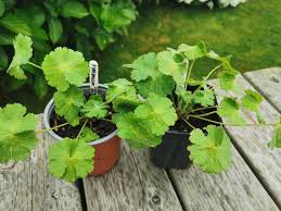 Attēlu rezultāti vaicājumam “Geranium pyrenaicum”