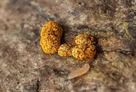 Attēlu rezultāti vaicājumam “Physarum decipiens”