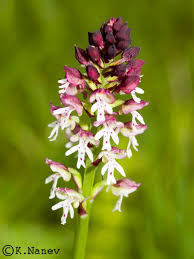 Attēlu rezultāti vaicājumam “Orchis ustulata flower”