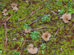 Attēlu rezultāti vaicājumam “Arrhenia spatulata”