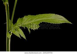 Attēlu rezultāti vaicājumam “Serratula tinctoria leaf”