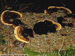 Attēlu rezultāti vaicājumam “Gloeophyllum odoratum”