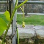 Attēlu rezultāti vaicājumam “Menispermum dauricum fruit”