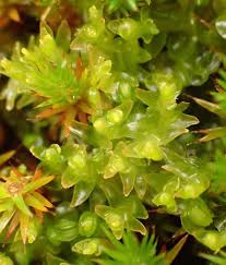 Attēlu rezultāti vaicājumam “Rhytidiadelphus subpinnatus”