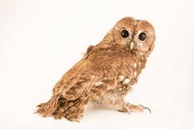 Attēlu rezultāti vaicājumam “Strix aluco”