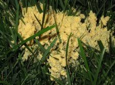 Attēlu rezultāti vaicājumam “Fuligo sp., Lignydium sp.”